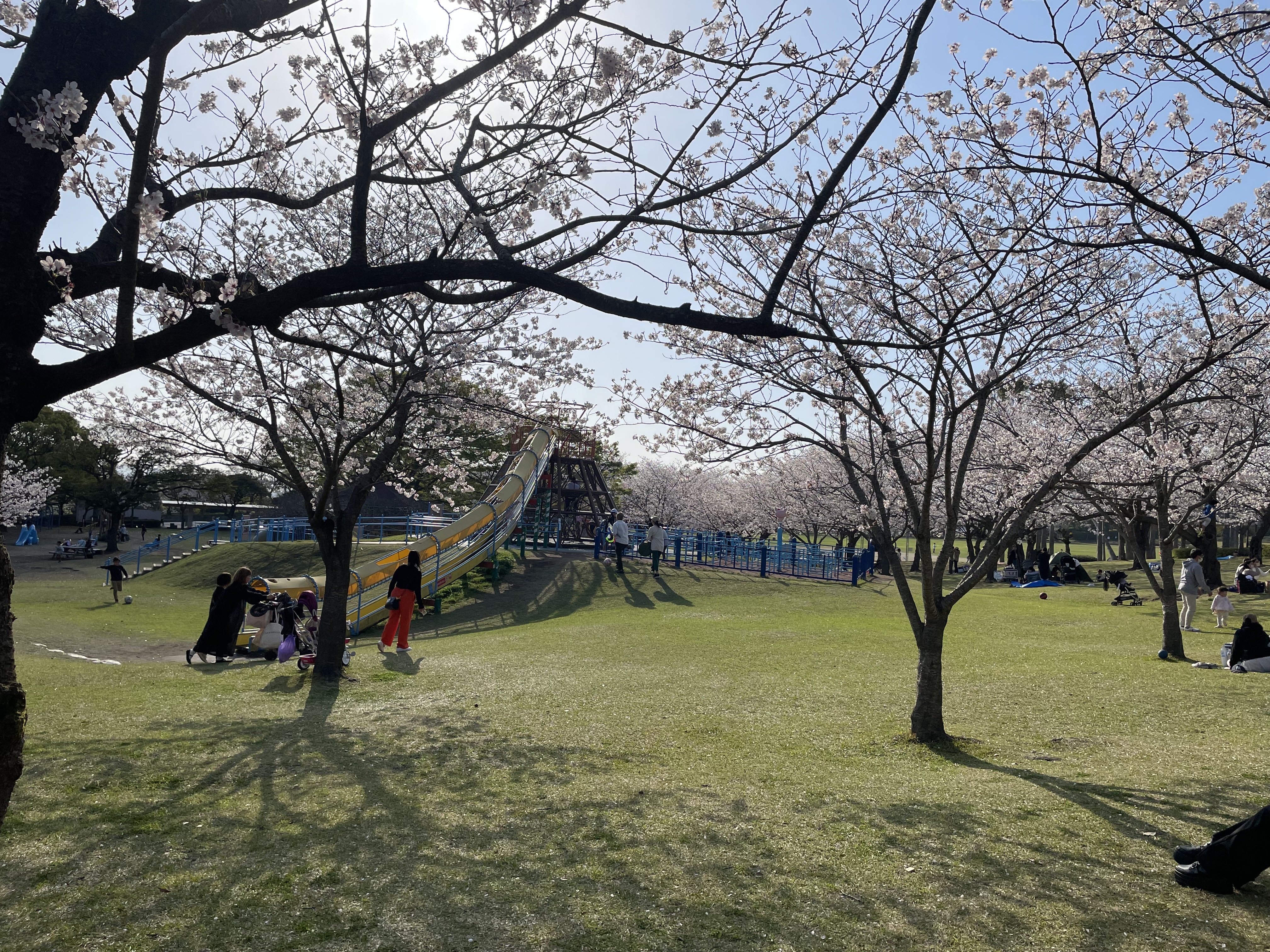 https://www.takeshihosomi.com/blog-img/2023/03/30/Yoshino.jpg